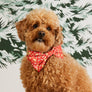 Baking Spirits Bright Dog Bow Tie