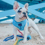 Dog Adjustable Harness - Blumond