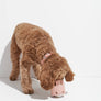 Tennis Tumble Interactive Dog Toy