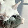 Pea Pop // Enrichment Toy // Snuffle Toy