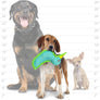 DuraForce Duck Tiger - Blue, Durable, Squeaky Dog Toy