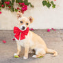 Ruby Lady Dog Bow
