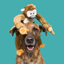 Albert Monkey