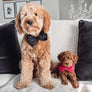 Black Velvet Dog Bow Tie