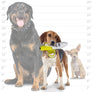 Tuffy Funny Food Banana, Durable, 2-in-1