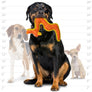 DuraForce Dragon Tiger - Orange, Durable