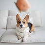 Persimmon/ Enrichment Toy Set// Snuffle Toy