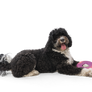 Sailz® Dog Flying Disc Fetch Toy