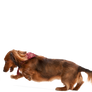 Jive® Dog Toy Ball for Chew, and Fetch