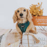 Dog Adjustable Harness - Forest