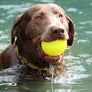 Indestructible Ball by Ruff Dawg