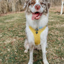 Dog Adjustable Harness - Neon Yellow