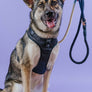 Dog Rope Leash - Ombre Blue