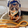 Dog Rope Leash - Lemon Drop