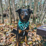 Rainier Dog Bandana