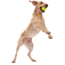 Jive® Dog Toy Ball for Chew, and Fetch