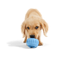 The Pupsicle - LIMITED EDITION Color