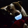 Planet Dog Orbee-Tuff Strobe Ball Light Up Dog Toy Blue