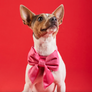 Pink Velvet Lady Dog Bow