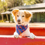 Catch of the Day Dog Bandana