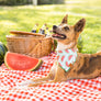 One in a Melon Dog Bandana