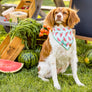 One in a Melon Dog Bandana