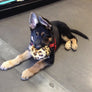 Fluff & Tuff Leopard Ball (Small)