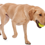 Jive® Dog Toy Ball for Chew, and Fetch