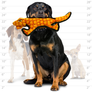 Tuffy Desert Gila Monster, Durable, Tough, Squeaky Dog Toy