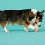 BARK Super Chewer I-Squeak Cone Dog Toy Medium-Large