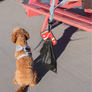 Soda Pop Poopy Loop® Used Dog Waste Bag Holder