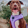 Dog Adjustable Harness - Aurora