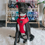 Dog Adjustable Harness - Merlot