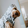 Abstract Dog Rain Jacket