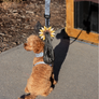 Sunflower Poopy Loop® Used Dog Waste Bag Holder