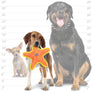 DuraForce Star - Orange, Durable