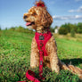 Dog Leash - Merlot