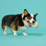 BARK Super Chewer I-Squeak Cone Dog Toy Medium-Large