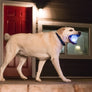 Planet Dog Orbee-Tuff Strobe Ball Light Up Dog Toy White