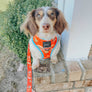 Dog Leash - One Hot Pupperoni (Food)