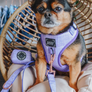 Dog Waste Bag Holder - Aurora