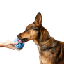 The Pupsicle - LIMITED EDITION Color