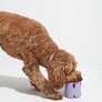 Tennis Tumble Interactive Dog Toy
