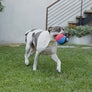 Jax & Bones Beach Ball Plush Dog Squeak Toy (Small)