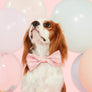 Sprinkles Dog Bow Tie - Standard