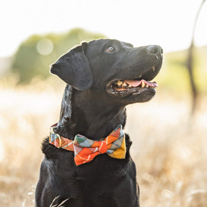 Buchanan Flannel Dog Collar