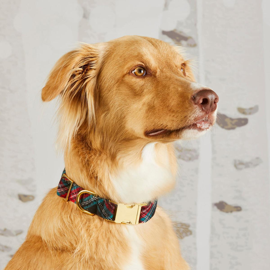 Georgia Dog Collar