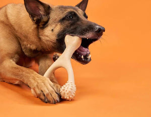 BetterBone Hard Dog Chew Toy- Large