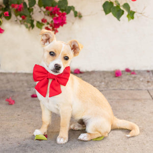 Ruby Lady Dog Bow