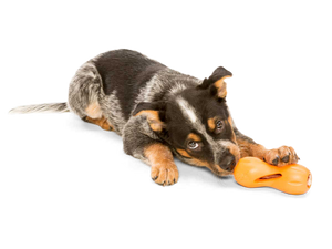 Qwizl® Dog Puzzle Treat-Dispensing Enrichment Toy